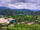 Large 36 Acres Tea Estate with a Luxury Bungalow in Gampola For Sale