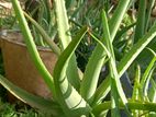 Large Aloe vera plant with Grow bag