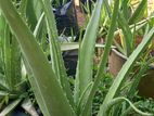 Large Aloevera plant with Grow bag