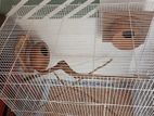 Bird Cage