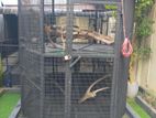 Large Bird Cage