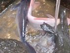 Large Cat Fish with Giant Gourami