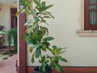 Large Croton Plants