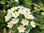 Large Daisy Flower Pot Small Sunflower
