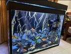 Large Fish Tank