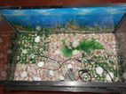 Fish Tank 30x16
