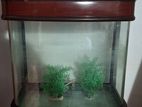 Large Fish Tank
