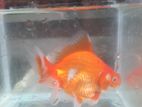 Large Gold Fish