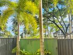 Palm Tree