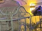 Large Parrot Cage