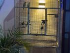 Bird Cage