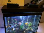 Large Fish Tank