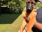 Female German Shepherd Puppy