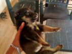 Lion Shepherd Puppies