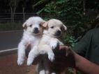 Lion Pomeranian Puppies