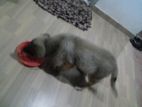 Lion Shepherd Puppy
