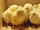 Layer Chicks 1 Day old - ලේයර් කිකිළි පැටවුන්
