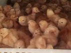 Layer Chicks