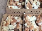Layer Chicks