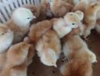 Layer Chicks / RIR කිකිළි සහ කුකුල් පැටව්
