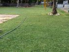 Laying Australian Carpet Grass