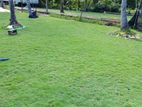 Laying Australian Carpet Grass