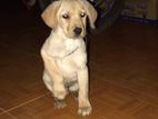 Labrador Puppies