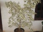 Ficus Benjamina Outdoor Plant