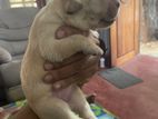 Labrador Puppy