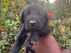 Labrador Puppies