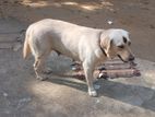 Labrador Female Dog