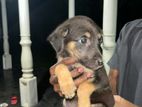 Labrador Cross Dog for Kind Home