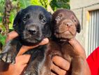 Labrador Puppies