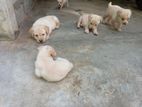 Labrador Puppy