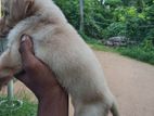 Labrador Dog