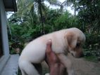 Labrador Puppies