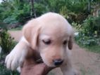 Labrador Puppy