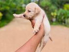 Labrador Puppies