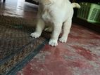 Labrador Puppy