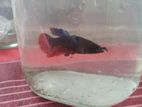 ledis Betta fish