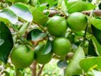 Lime Plants