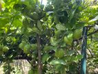 ලෙමන් පැල Lemon Plants