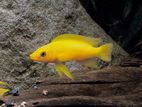 Lemon Leleupi Cichlid Fish
