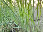 Lemon Grass Plants