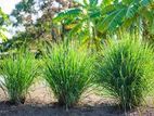 Lemon Grass (සේර)