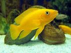Lemon Leleupi Cichlid
