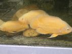 Lemon osca