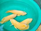 Lemon osca