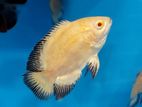 Lemon Oscar Fish