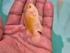 Lemon Oscar Fish